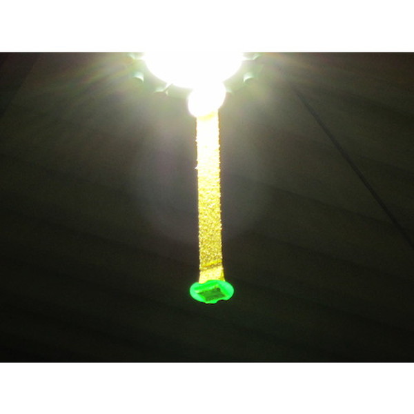 カモ井　吊るすだけ　粘着式ハエ取り　（TSURUSUDAKE）114-2143